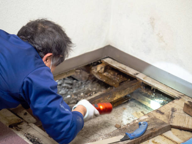 Reliable Marbleton, WY Mold Remediation Solutions