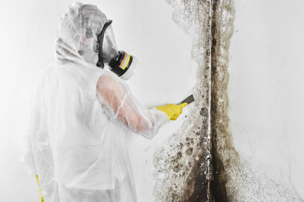 Best Emergency Mold Remediation in Marbleton, WY