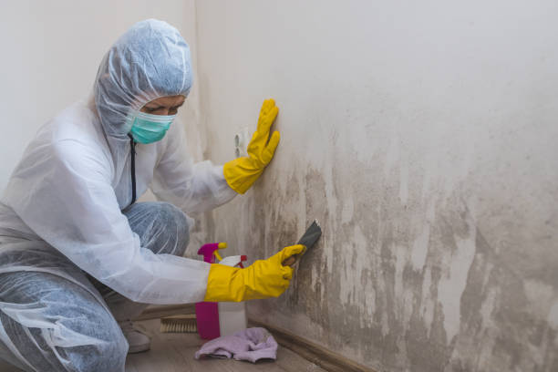 Best Commercial Mold Remediation in Marbleton, WY