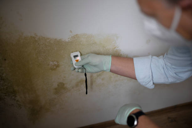 Best Insurance-Related Mold Remediation in Marbleton, WY