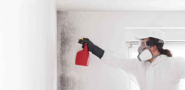 Best Localized Mold Remediation (e.g., coastal areas, humid climates) in Marbleton, WY