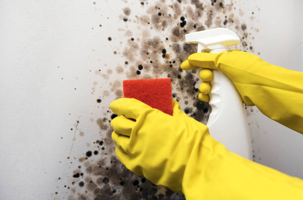 Best Attic Mold Remediation in Marbleton, WY