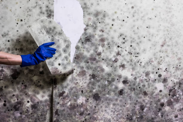  Marbleton, WY Mold Removal Pros