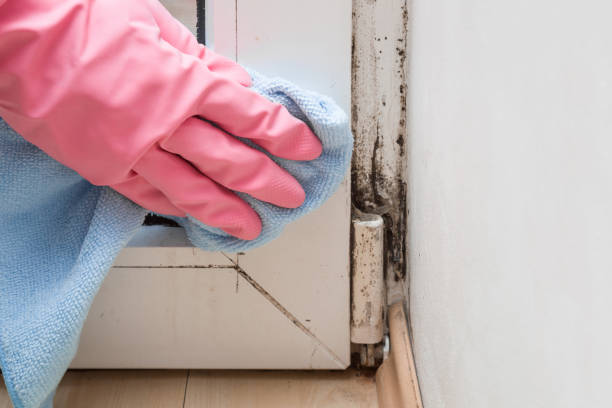 Best DIY Mold Remediation Support Services in Marbleton, WY