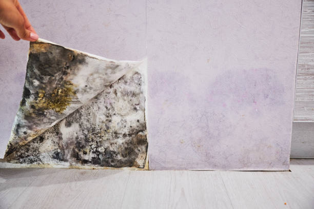 Best Mold Testing and Inspection Services in Marbleton, WY
